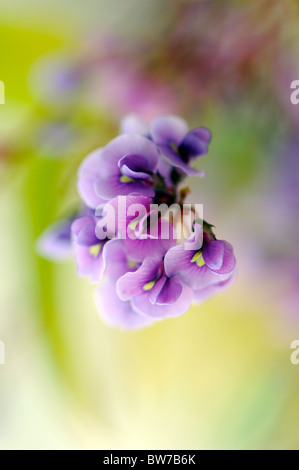 Petite fleur de l'alpiniste Hardenbergia violacea monophylla vigoureux - pois corail pourpre 'Happy Wanderer' Banque D'Images