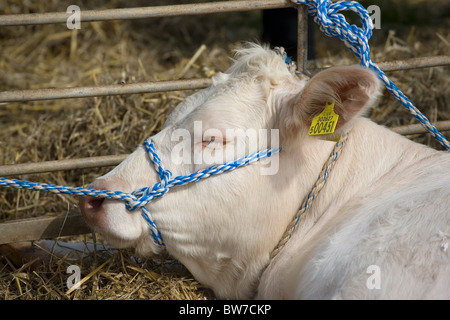 Race charolaise à un salon de l'agriculture Banque D'Images