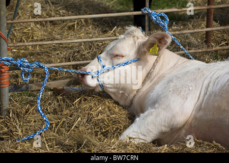 Race charolaise à un salon de l'agriculture Banque D'Images