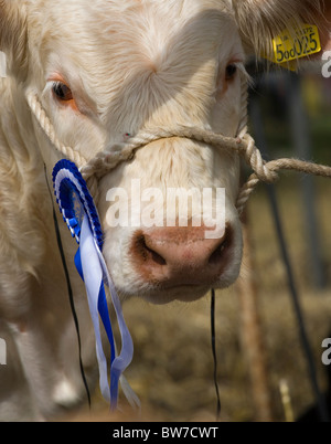 Gagnant du prix Charolais lors d'une foire rurale Banque D'Images