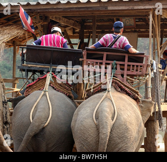 Les éléphants et les mahouts, Ruammit village, province de Chiang Rai en Thaïlande. Banque D'Images