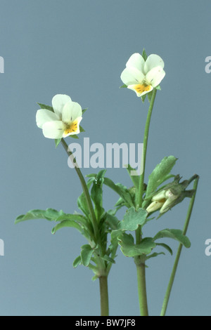 Viola arvensis (violettes des champs), fleurs, image studio. Banque D'Images