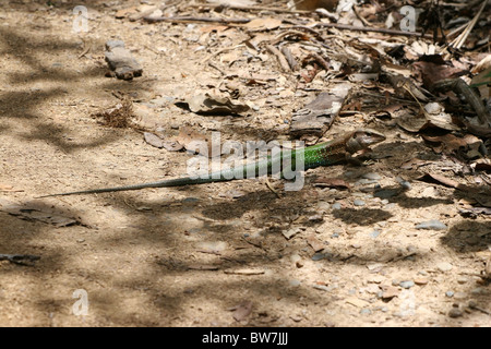 Ameiva ameiva Ameiva (géant), le Posada Amazonas, Réserve nationale de Tambopata, jungle amazonienne, le Pérou, Amérique du Sud. Banque D'Images