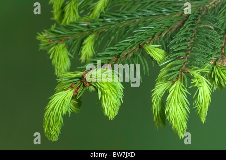 Epicéa commun, l'épinette de Norvège (Picea abies). Twig avec nouvelles pousses. Banque D'Images