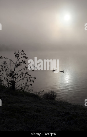 Deux canards nager à travers une sombre Misty Lake Banque D'Images