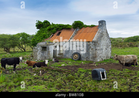 Les bovins par de vieux chalet abandonné près de Cashel, Connemara, comté de Galway Banque D'Images