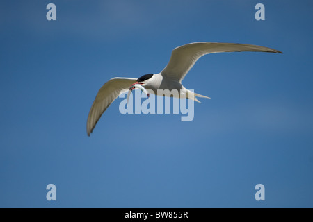 La Sterne arctique (Sterna paradisaea) est un oiseau marin de la famille des Laridés. Banque D'Images