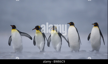 Manchot royal (Aptenodytes patagonicus) groupe dans une tempête de neige, la plaine de Salisbury, la Géorgie du Sud, l'Antarctique. Novembre Banque D'Images