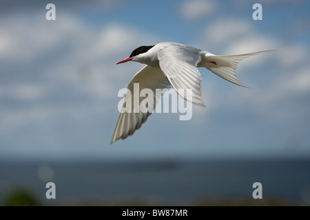 La Sterne arctique (Sterna paradisaea) est un oiseau marin de la famille des Laridés. Banque D'Images