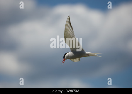 La Sterne arctique (Sterna paradisaea) est un oiseau marin de la famille des Laridés. Banque D'Images