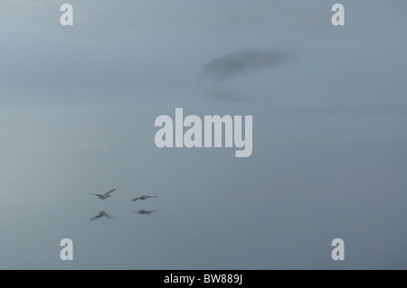 Deux bernaches du Canada voler bas à travers un lac sur un matin brumeux. Une île est visible à travers la brume en arrière-plan Banque D'Images