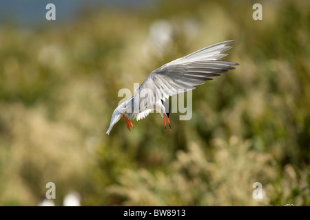 La Sterne arctique (Sterna paradisaea) est un oiseau marin de la famille des Laridés. Banque D'Images