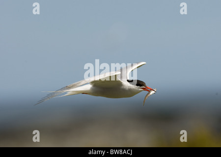 La Sterne arctique (Sterna paradisaea) est un oiseau marin de la famille des Laridés. Banque D'Images