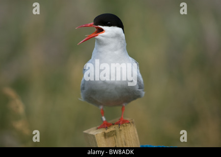 La Sterne arctique (Sterna paradisaea) est un oiseau marin de la famille des Laridés. Banque D'Images