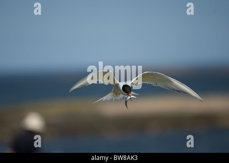 La Sterne arctique (Sterna paradisaea) est un oiseau marin de la famille des Laridés. Banque D'Images