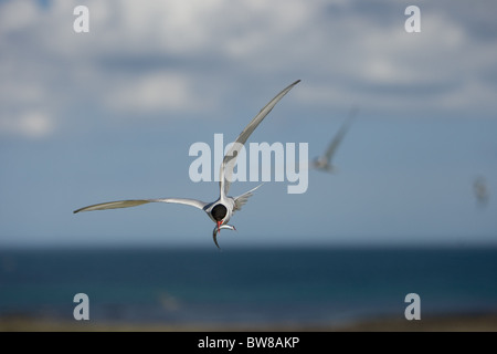 La Sterne arctique (Sterna paradisaea) est un oiseau marin de la famille des Laridés. Banque D'Images