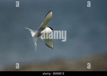 La Sterne arctique (Sterna paradisaea) est un oiseau marin de la famille des Laridés. Banque D'Images