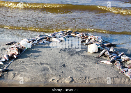 Du sud, la Tanzanie, le lac Eyasi Pêche Parc National dans le lac filet de pêche et poissons morts lavé à terre Banque D'Images