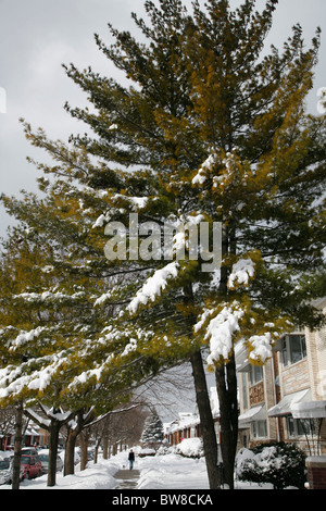 La neige sur les arbres dans la cour avant en hiver dans le quartier de Chicago avec appartements Banque D'Images