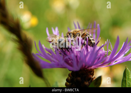 Close-up of bee assis fleur champ onpink Banque D'Images