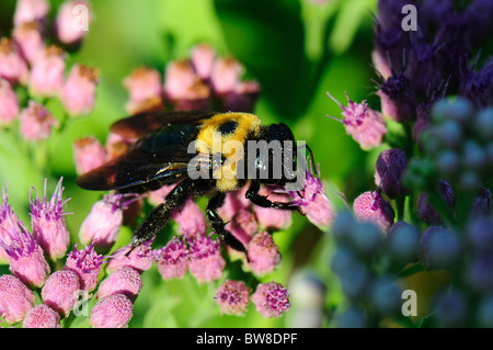 L'Est de l'abeille charpentière se nourrissant de fleurs sauvages Vergerette Marsh Banque D'Images