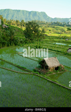 Sideman, Bali est l'une des plus belles vallées de la terre. Vert vif les rizières en terrasses à perte de vue. Banque D'Images