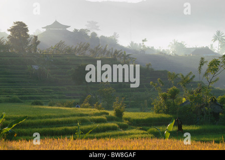 À l'aube, un temple dans le village de Sideman, Bali est entouré de rizières en terrasses. Brouillard matinal ajoute un sentiment mystique. Banque D'Images