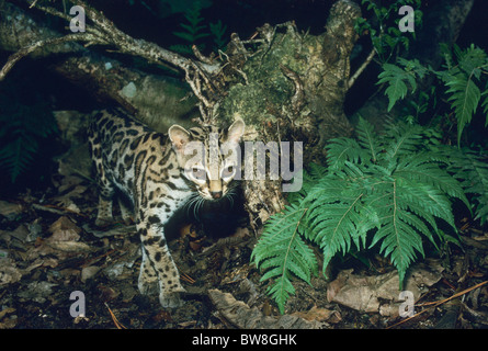 (Margay Leopardus wiedii félin tacheté) originaire de forêts tropicales de l'Amérique centrale et du Sud, en captivité. Banque D'Images