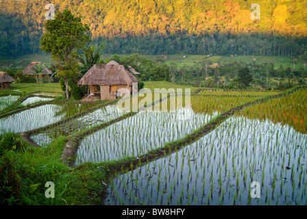 Sideman, Bali est l'une des plus belles vallées de la terre. Vert vif les rizières en terrasses à perte de vue. Banque D'Images