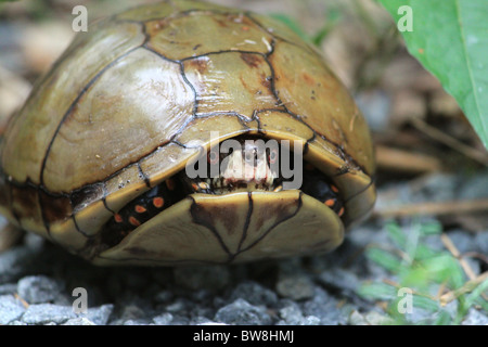 Se cacher dans leur carapace de tortue Banque D'Images