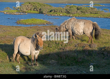 Loch Druidibeg South Uist, Hébrides extérieures, en Écosse. 6489 SCO Banque D'Images