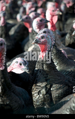 Close up of free range dindes dans sunshine Banque D'Images