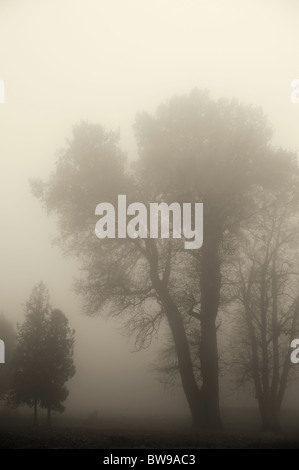 Arbre dans un brouillard.Arbre d'automne dans un épais brouillard Banque D'Images