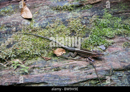 Un pays d'Amérique centrale (Ameiva ameiva festiva) étalé sur un journal moussue à Sarapiqui, Puntarenas, Costa Rica. Banque D'Images