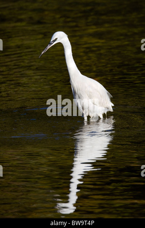 L'aigrette garzette, Egretta garzetta ; chasse ; Cornwall Banque D'Images