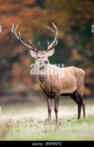 Red Deer, Cervus elaphus, stag ; Banque D'Images