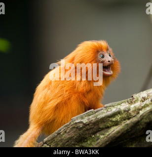 Mignon tamarin doré (Leontopithecus rosalia) Banque D'Images