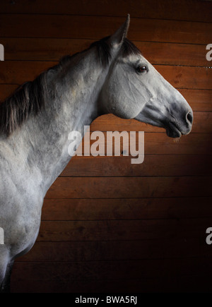 Cheval et Grange, la lumière du matin d'hiver Banque D'Images
