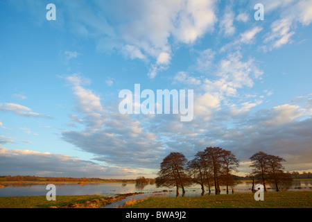 Prairies inondées à Norfolk, UK Banque D'Images