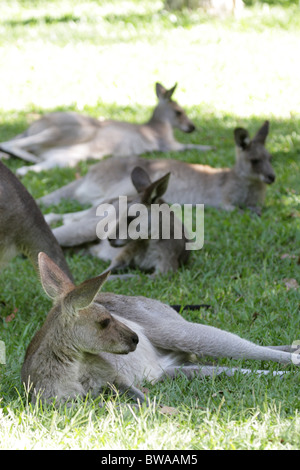 Les kangourous gris de l'Est (Macropus giganteus) assis sur l'herbe dans le Queensland, Australie. Banque D'Images