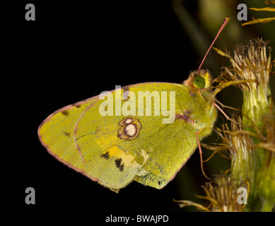 Papillon jaune assombrie (Crolias croceus) Banque D'Images