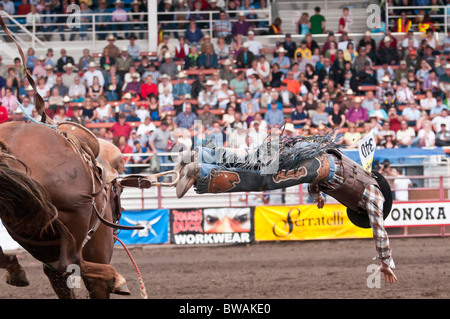 Cowboy être projeté hors du cheval, monte à cheval, Ponoka Stampede, Ponoka, Alberta, Canada Banque D'Images