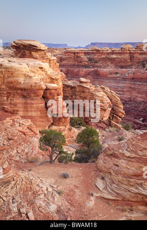 Le printemps de Slick Rock Canyon Trail, les aiguilles, l'unité de Canyonlands National Park, Utah Banque D'Images