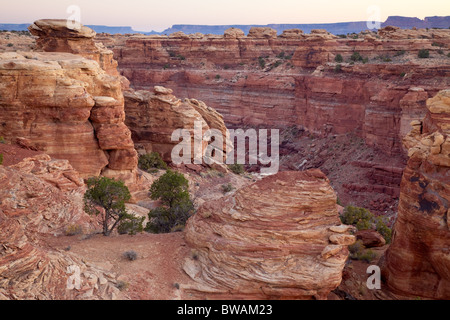 Le printemps de Slick Rock Canyon Trail, les aiguilles, l'unité de Canyonlands National Park, Utah Banque D'Images