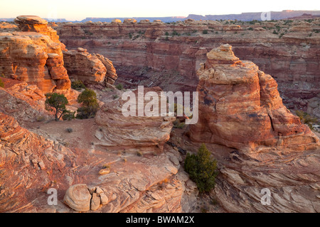 Le printemps de Slick Rock Canyon Trail, les aiguilles, l'unité de Canyonlands National Park, Utah Banque D'Images