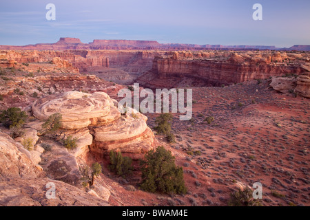 Le printemps de Slick Rock Canyon Trail, les aiguilles, l'unité de Canyonlands National Park, Utah Banque D'Images