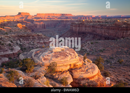 Le printemps de Slick Rock Canyon Trail, les aiguilles, l'unité de Canyonlands National Park, Utah Banque D'Images