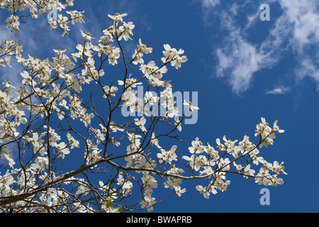 Arbre généalogique de cornouiller (Cornus florida) fleurit sur une journée ensoleillée pour la plupart du temps au cours du printemps. Banque D'Images