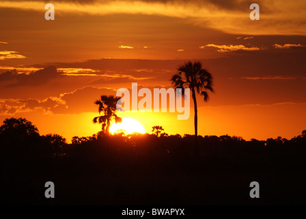 Coucher du soleil au Botswana, Okavango Delta sur l'Île du chef Banque D'Images