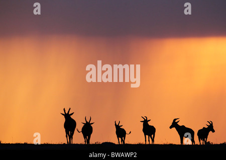 Groupe de Topi, Damaliscus korrigum, silhouetté au coucher du soleil dans la réserve de Masai Mara, Kenya. Banque D'Images